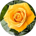 Becky Reeve Avatar
