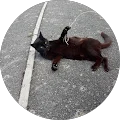 Abi Hook Avatar